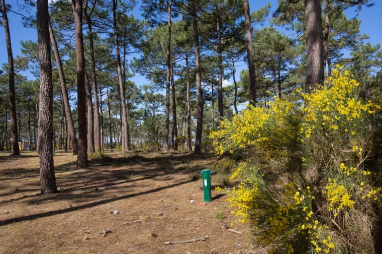 Campin municipal Le Gurp dans le Médoc à 2 minutes de la mer